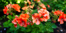 Geraniums Have Large Numbers Of Bright Orange And White Flowers
