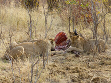 A Pack Of Eating Lions In Chobe National Park On Sedudu Island In Namibia Africa