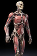 Anatomical model of human body with muscular and circulatory systems on dark background. Created with Generative AI