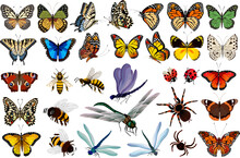 Big Collection With Insects.Vector Color Illustration With Insects And Arthropods In The Collection On A Transparent Background.