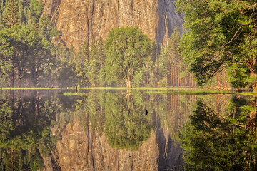 Poster - Yosemite National Park Reflection in Merced River During Golden Hour