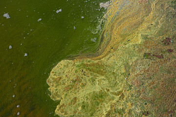 Wall Mural - Close-up of blooming and decaying blue-green algae (cyanobacteria) on water near sea shore. Environment problem. Ecological concept of polluted nature.