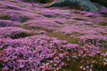 Wall Mural - Purple, pink carpet of Phlox Subulata (creeping phlox, moss phlox, moss pink, or mountain phlox) flowers.