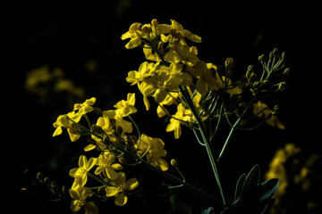Wall Mural - Rapeseed, mustard or Canola flower side lighted with dark background.