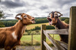A pair of curious goats playfully interacting with each other on an ecological farm, showcasing their social nature and the joy they bring to farm life