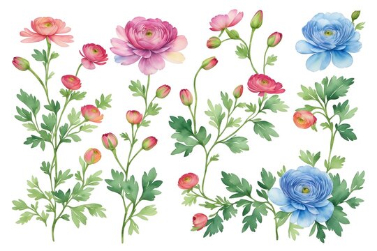 Ranunculus flower. Florist decoration. Natural floral background. Floral background with place for text. Templates for design, botanical illustration in watercolor style. Generative AI.