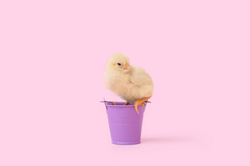 Wall Mural - Bucket with cute little chick on pink background