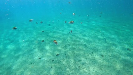 Wall Mural - Reef fish swimming among the rock and coral reef in Blue Heron Bridge in Riviera Beach, Florida.