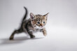 A little incredible kitten takes its first steps.
