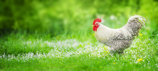 Sticker - Beautiful Rooster standing on the green grass