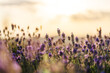 Beautiful lavender in the rays of sunset light, summer time