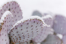 Purple Prickly Pear Cactus In Snow