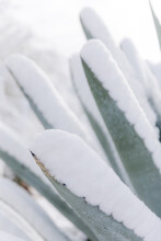 Aloe Vera In Snow