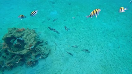 Wall Mural - Reef fish swimming among the rock and coral reef in Blue Heron Bridge in Riviera Beach, Florida.