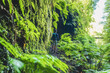 © Michael - Atlhletic backpacker man walking on a fern covered gorge with old bridge somewhere in Madeiran rainforest in the morning. Levada of Caldeirão Verde, Madeira Island, Portugal, Europe.