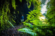 © Michael - Atlhletic backpacker man walking on a fern covered gorge with old bridge somewhere in Madeiran rainforest in the morning. Levada of Caldeirão Verde, Madeira Island, Portugal, Europe.