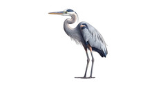 Great Blue Heron Bird Isolated On Transparent Background Created With Generative AI Technology