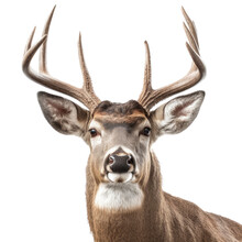 A Whitetail Deer Buck, Portrait, Elusive Animal, Wildlife-themed, Photorealistic Illustrations In A PNG, Cutout, And Isolated. Generative AI