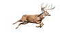 a Whitetail deer Buck, running and jumping, elusive animal, Wildlife-themed, photorealistic illustrations in a PNG, cutout, and isolated. Generative AI