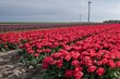 Tulpenfelder bei Zeewolde - Niederlande