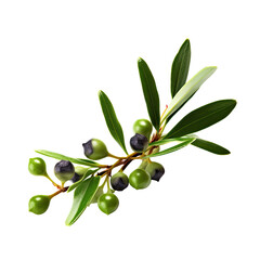 Wall Mural - mistletoe sprig isolated on a transparent background, generative ai