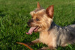 Yorkshire Terrier dog lying on grass panting with tongue out after playing fetch with stick.