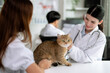 Veterinarian is checking the health of a cute little cat in the veterinary clinic.