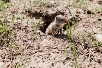 Wall Mural - Gopher sits and looks out of his hole among the green grass. Wild animal in wildlife close-up. Baby gopher eats grass
