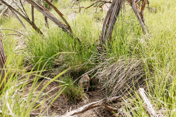 Wall Mural - Gopher sits and looks out of his hole among the green grass. Wild animal in wildlife close-up. Baby gopher eats grass