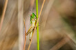 Skoczek zielony - kolorowy owad zasiedlający łąki. Szarańczak śpiewający w dzień.