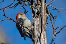 Male Red-bellied Woodpecker On A Tree With Scraggly Twigs All Around.