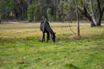 Wall Mural - Beautiful Horse in a field on a farm in Australia. Horses in a meadow