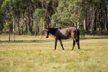 Wall Mural - Beautiful Horse in a field on a farm in Australia. Horses in a meadow