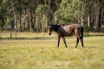 Wall Mural - Beautiful Horse in a field on a farm in Australia. Horses in a meadow