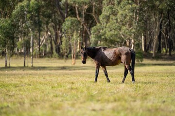 Wall Mural - Beautiful Horse in a field on a farm in Australia. Horses in a meadow