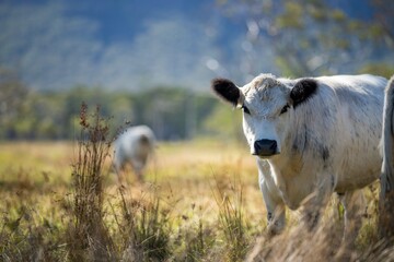 Beautiful healthy sustainable cows grazing in a field 