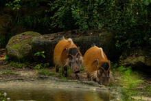 Red River Hogs Are Omnivores And In The Wild, Eat A Variety Of Foods Including Grass, Berries, Insects And Carrion.