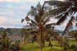 coconut palm tree with tropical landscape in Bali