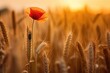 beautiful wheat field in sunset and a poppie, AI Generative