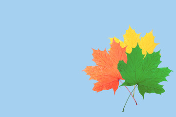 Yellow, orange and green maple leaves on blue background, top view. Autumn background concept with copy space