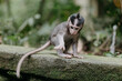 Balinese long-tailed macaque monkey at Ubud Monkey Forest, Bali, Indonesia