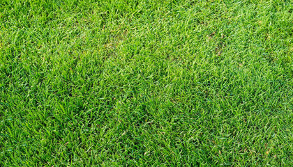 Wall Mural - Green grass texture can be use as background