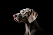 Portrait Of Dog Weimaraner In Profile On Black Matte Background. Generative AI