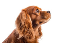 Portrait Of Dog Cavalier King Charles Spaniel In Profile On White Background. Generative AI
