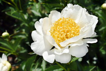 Poster - White peony Patio Dublin in full bloom in the garden