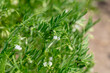 Close-up of lentil plant with white flowers. Lentil field. Detail of flowers and tendrils on a green background