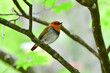 新緑の美しい初夏の高原の森で囀るオレンジ色が鮮やかな小鳥コマドリ