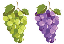 Black And White Grapes Isolated On White Background. Vector Set In Flat Style. Ripe Purple Berries And Green Ones For Wine. Emblem For Winery, Menu, Juice.