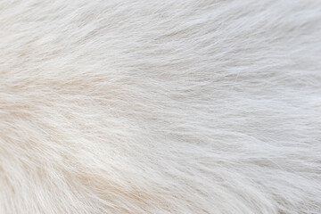 beautiful abstract white fur texture background