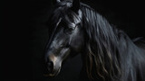 Fototapeta Konie - Portrait of black stallion Horse with long mane. Generative ai.